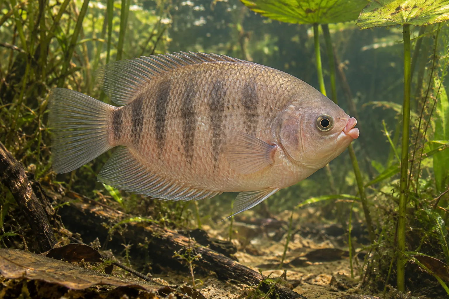 Ikan Tambakan